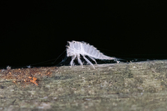 Stictocephala militaris