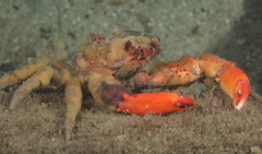 Schizophrys