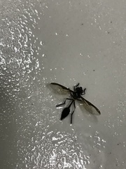 Salpingogaster nigra
