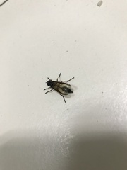 Salpingogaster nigra