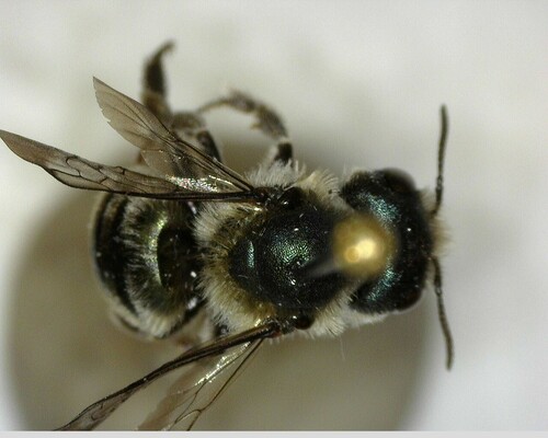iNaturalist observation photo of Mason Bees