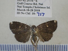 Amyna apicipuncta