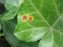 Xanthomonas campestris