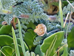 Cotula discolor