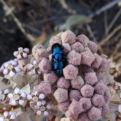 Chrysochus cobaltinus