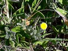 Cotula discolor