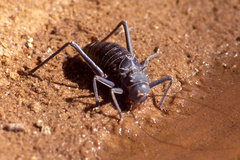 Acanthoplus discoidalis
