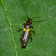 Trypherus frisoni