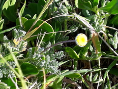 Cotula discolor