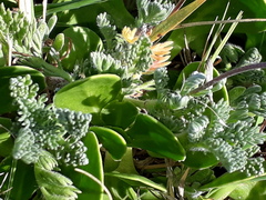 Cotula discolor