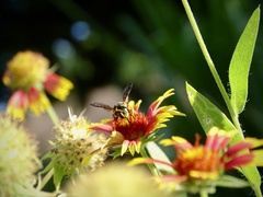 Dianthidium curvatum