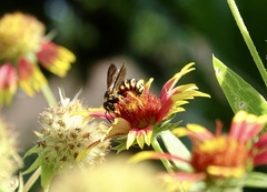 Dianthidium curvatum