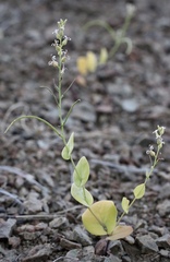 Streptanthus drepanoides