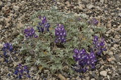 Lupinus duranii