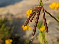 Lotus corniculatus