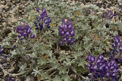 Lupinus duranii