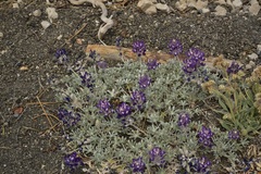 Lupinus duranii