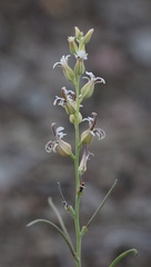 Streptanthus drepanoides