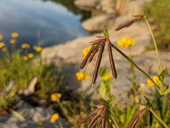 Lotus corniculatus