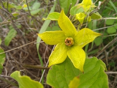 Gonolobus erianthus