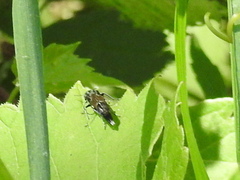Glipa hilaris