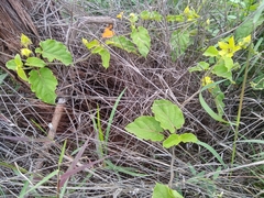 Gonolobus erianthus
