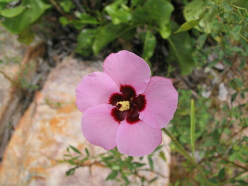 Hibiscus geranioides, 2006-04-03