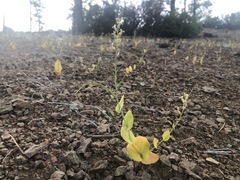 Streptanthus drepanoides