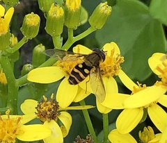 Syrphus reedi