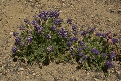 Lupinus breweri grandiflorus