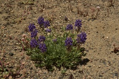 Lupinus breweri grandiflorus