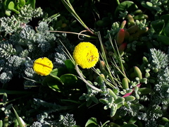 Cotula discolor