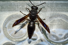 Anterhynchium flavomarginatum
