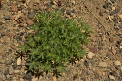 Lupinus breweri grandiflorus