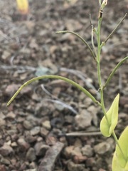 Streptanthus drepanoides