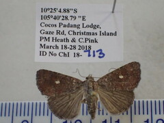 Amyna axis