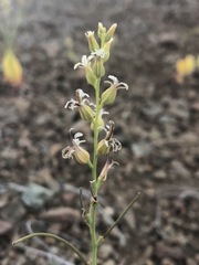 Streptanthus drepanoides