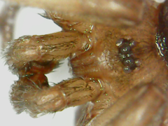 Ctenidae