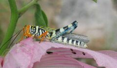 Zebratula flavonigra