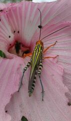 Zebratula flavonigra