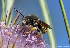 Trachusa interrupta