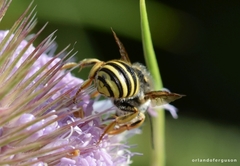 Trachusa interrupta