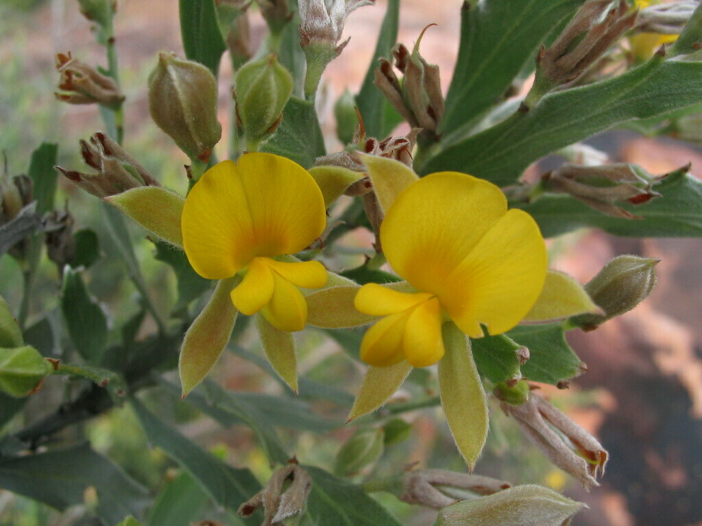Jacksonia argentea