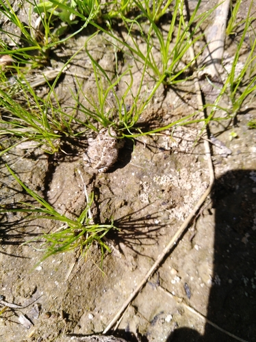 Epidalea calamita
