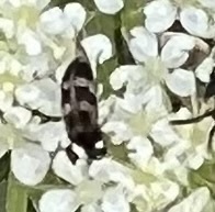 Hoshihananomia octopunctata