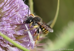 Trachusa interrupta