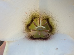 Calochortus howellii