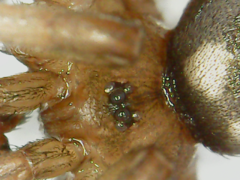 Ctenidae
