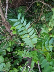 Gleditsia triacanthos