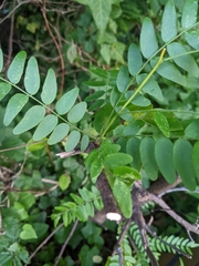 Gleditsia triacanthos